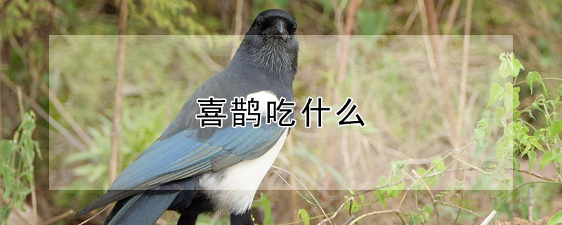 喜鹊吃什么（喜鹊吃什么谷物）