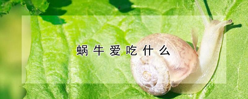 蜗牛爱吃什么（白玉蜗牛爱吃什么）