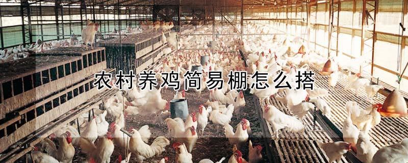 农村养鸡简易棚怎么搭（农村养鸡棚怎样搭建好）