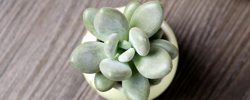 冬美人和白美人的区别 冬美人和白美人的区别在哪