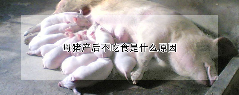 母猪产后不吃食是什么原因 母猪产后不吃食怎么治疗