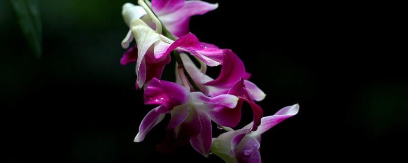 男朋友生日送什么花（男朋友生日送什么花好一点）