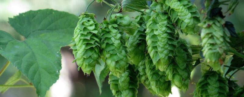 啤酒花是什么（啤酒花是什么做的）