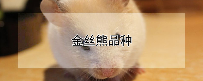 金丝熊品种 金丝熊品种大全图片