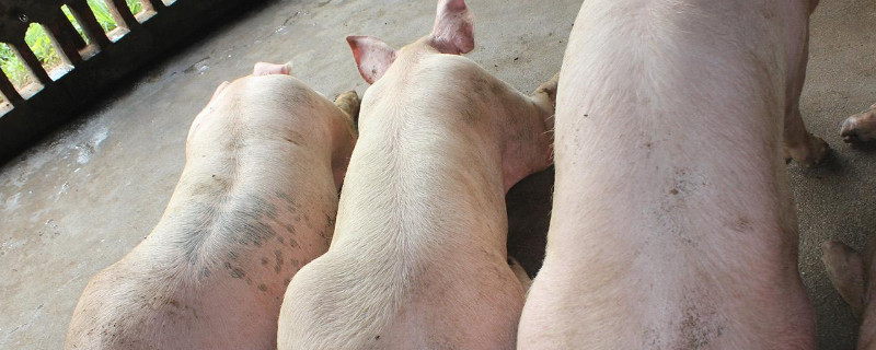 怎样养猪长得快（怎样养猪长得快肥得快效果就是好）