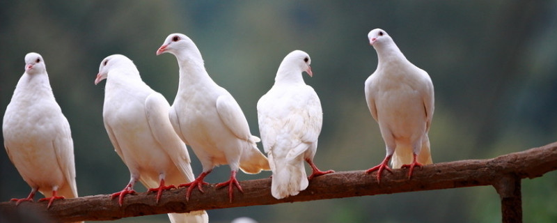 鸽子养多久才不怕飞走（如何让鸽子不怕人）