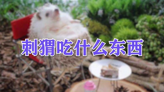 刺猬吃什么东西 刺猬吃什么东西家里怎么养它