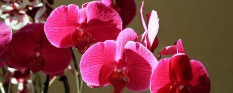 送蝴蝶兰代表什么意思 开业送蝴蝶兰代表什么意思