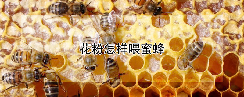 花粉怎样喂蜜蜂（花粉怎样喂蜜蜂最科学）