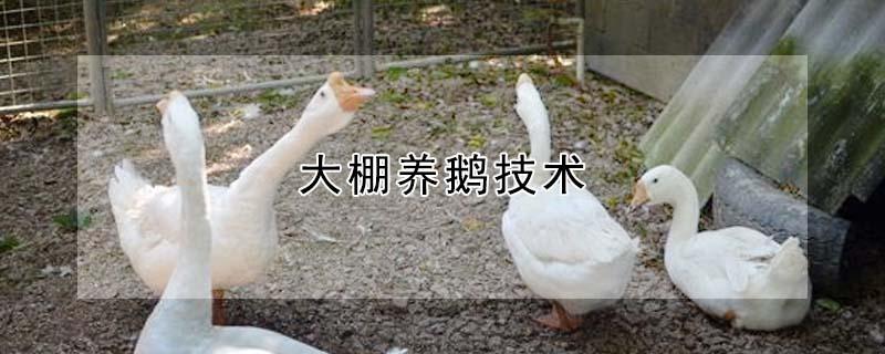 大棚养鹅技术 大棚养鹅技术要点