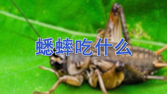 蟋蟀吃什么 蟋蟀吃什么怎么喂养