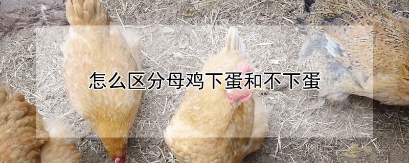 怎么区分母鸡下蛋和不下蛋 怎么区分母鸡有没有下过蛋