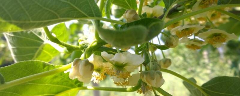 猕猴桃树几月开花（猕猴桃树苗什么时候开花）