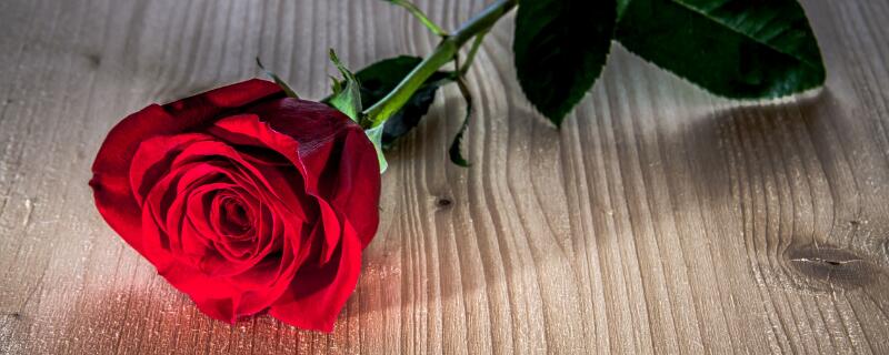 表达爱意的花有哪些（表达爱意的花有哪些图片）