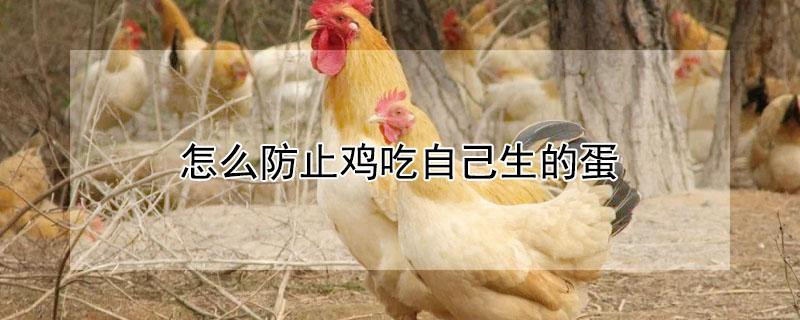 怎么防止鸡吃自己生的蛋 怎么防止鸡吃自己生的蛋壳
