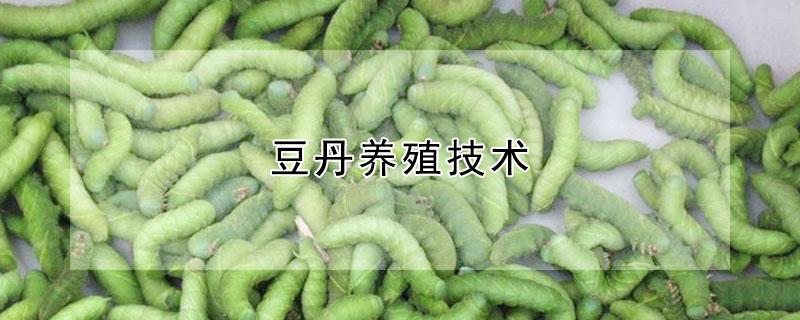 豆丹养殖技术（豆丹养殖技术资料）