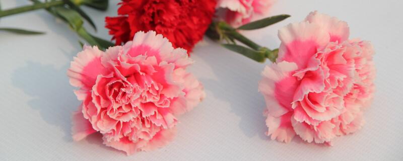 教师节送什么花（教师节送什么花给老师比较好）