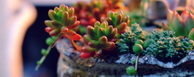 虹之玉和玉米石的区别 虹之玉种类