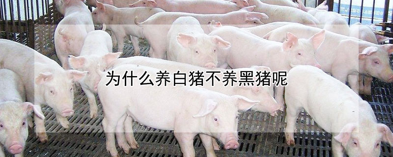 为什么养白猪不养黑猪呢（为什么现在都养白猪）