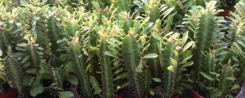 龙骨花有毒吗 龙骨花有毒吗摆放家里可以吗