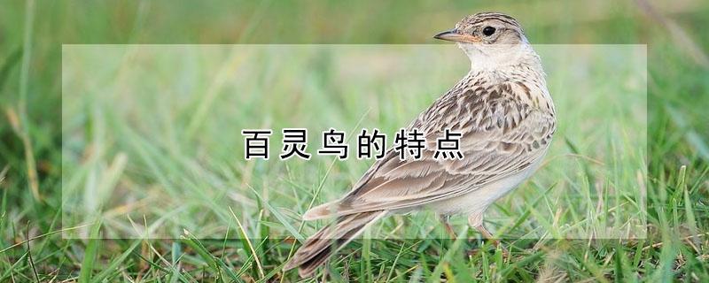 百灵鸟的特点（百灵鸟的特点和外貌描写）