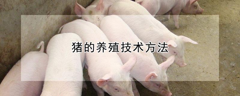 猪的养殖技术方法（养猪100天出栏饲料配方）