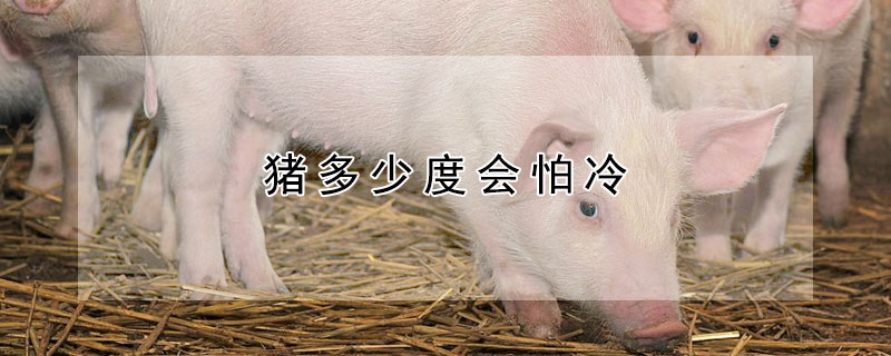 猪多少度会怕冷 猪在几度时会冷