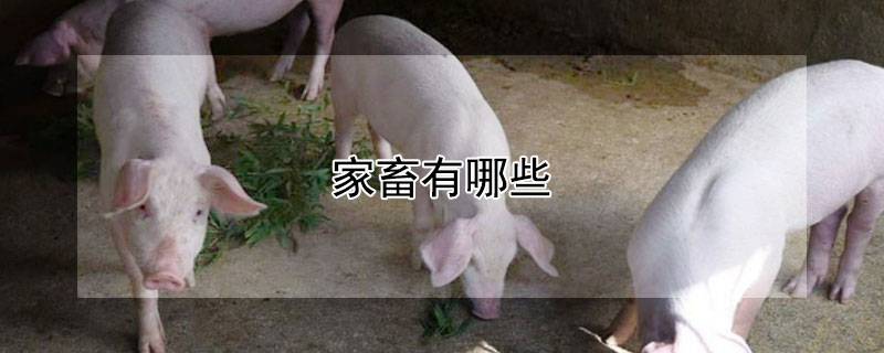 家畜有哪些（家畜有哪些生肖?）