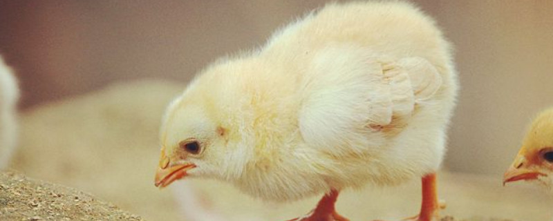 新手养鸡要注意什么 新手养鸡要注意什么问题