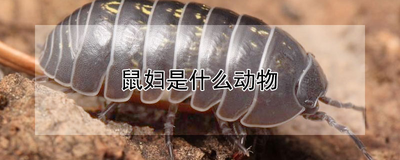 鼠妇是什么动物（鼠妇对人有害吗）