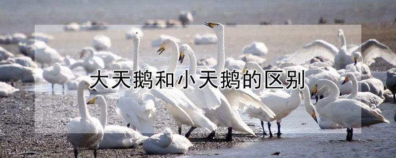 大天鹅和小天鹅的区别（大天鹅和小天鹅的区别项链）
