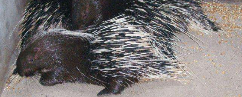 豪猪吃什么食物（吃豪猪判刑几年）