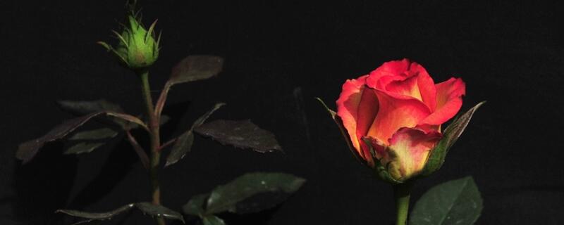 过生日送什么花好（朋友过生日送什么花好）