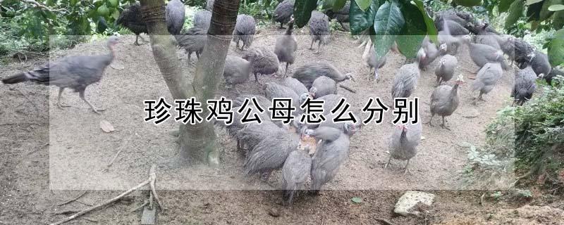 珍珠鸡公母怎么分别 珍珠鸡怎么分公母图片 对照