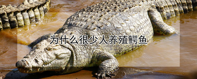 为什么很少人养殖鳄鱼（为什么很少人养殖鳄鱼）