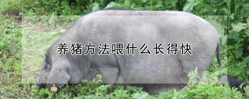 养猪方法喂什么长得快 仔猪怎样喂长得快