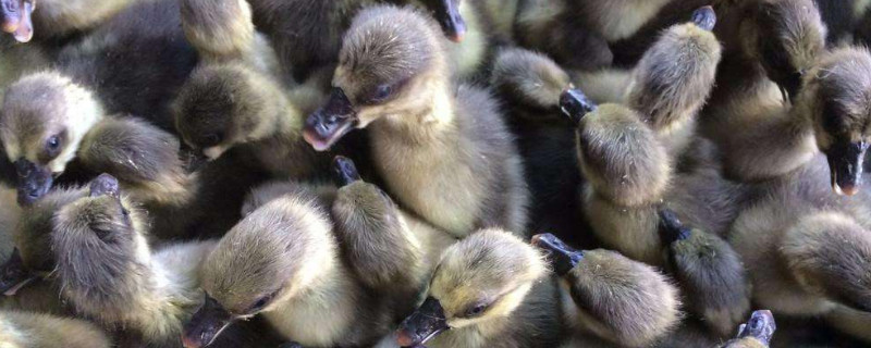 狮头鹅苗怎么饲养（狮头鹅苗饲养技术）