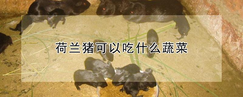 荷兰猪可以吃什么蔬菜 荷兰猪饲养八大禁忌