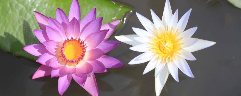 早上开花晚上闭花的花 早上开花晚上闭花的花开紫色的花