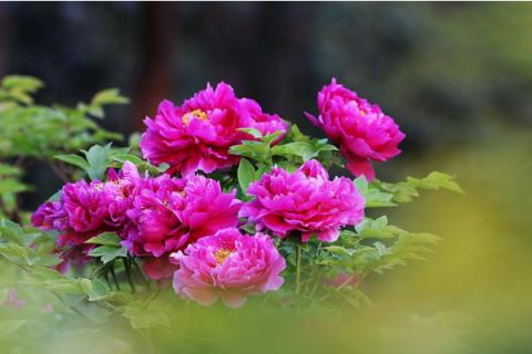 给老人祝寿送什么花