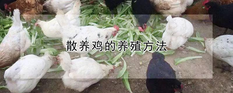 散养鸡的养殖方法（散养鸡技术与养殖技巧）