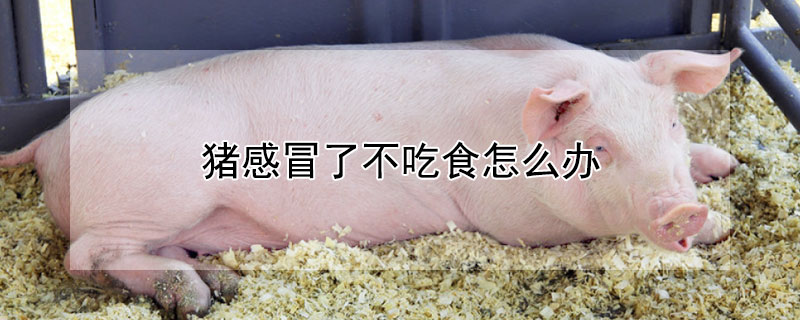 猪感冒了不吃食怎么办 猪感冒用什么药最有效