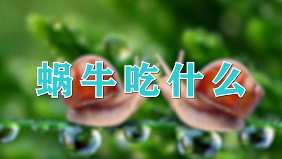 蜗牛吃什么（蜗牛吃什么食物怎么养）