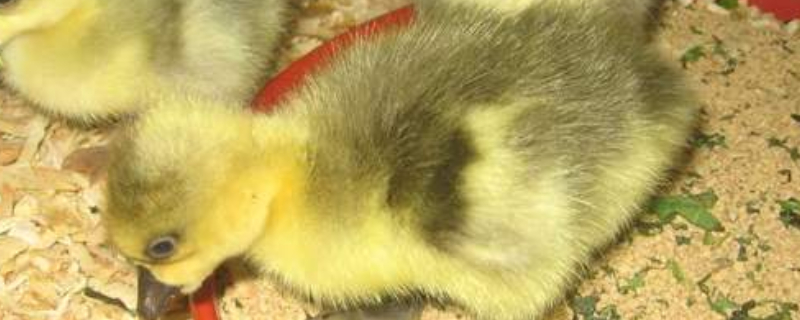 鹅崽子啄毛怎么回事（鹅崽子啄毛怎么回事图片）