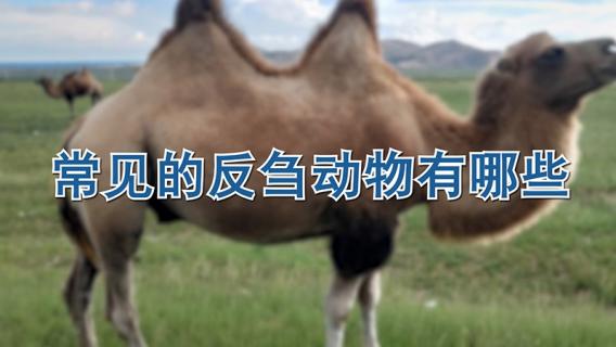 常见的反刍动物有哪些 反刍动物是什么意思