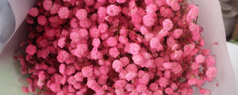 满天星干花能保持多久（满天星干花能保存多久,买回来要水养吗）