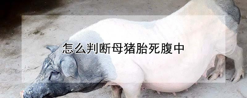 怎么判断母猪胎死腹中 如何判断母猪胎动