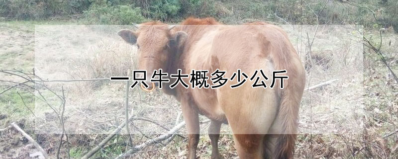 一只牛大概多少公斤 一只牛大概多少公斤肉