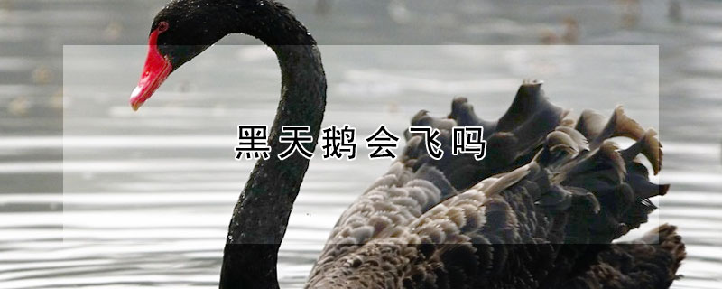 黑天鹅会飞吗 黑天鹅会飞吗它能飞多高