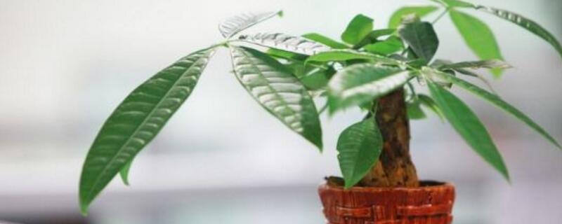 适合做盆景的树有哪些 适合做盆景的树种有哪些